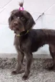 Bombom