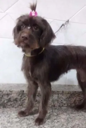 Cachorro raça SRD idade 7 a 11 meses nome Bombom