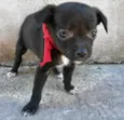 Pérola