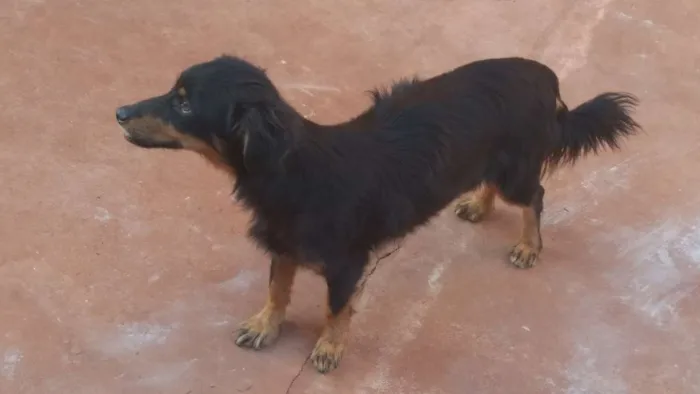 Cachorro ra a Indefinido idade 3 anos nome Não tem