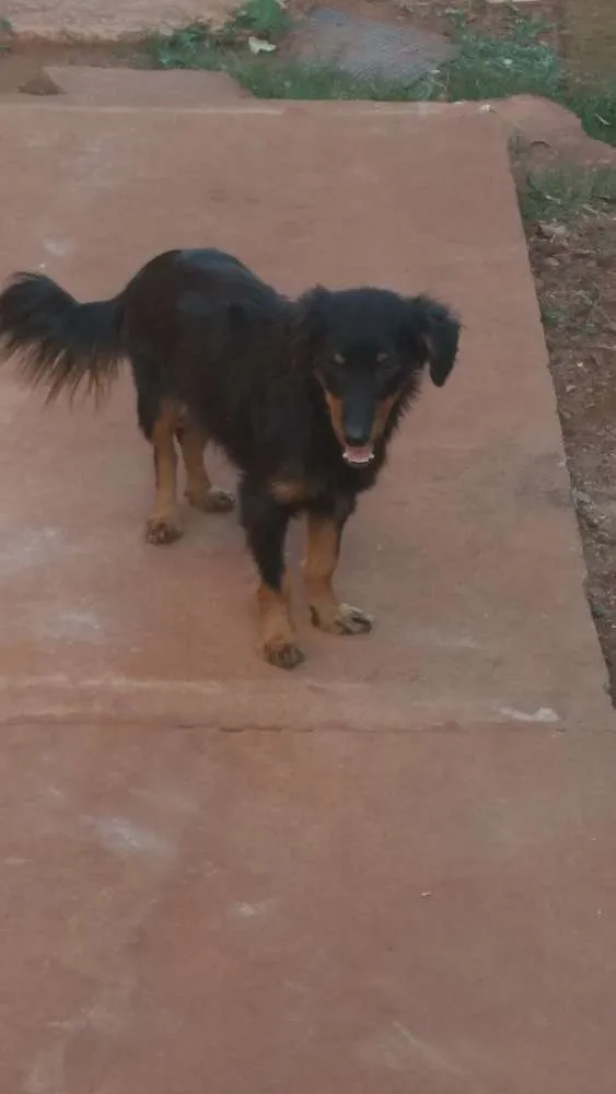 Cachorro ra a Indefinido idade 3 anos nome Não tem