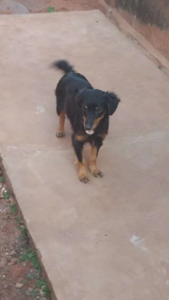 Cachorro ra a Indefinido idade 3 anos nome Não tem