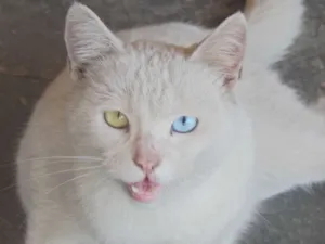 Gato raça Desconhecido idade 2 anos nome Sem nome