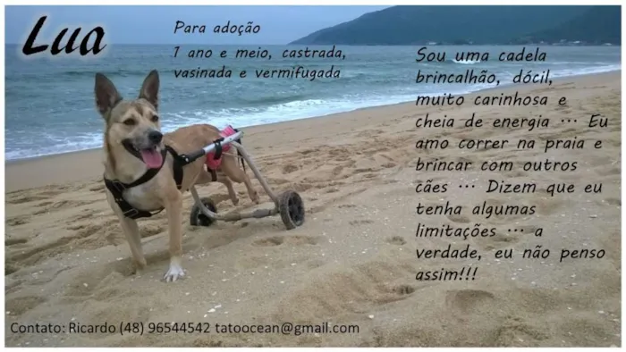 Cachorro ra a mixta idade 2 anos nome lua