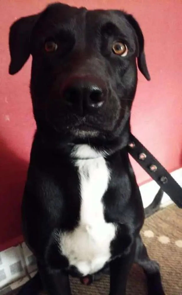 Cachorro ra a Labrador com rotwieler idade 7 a 11 meses nome Nego