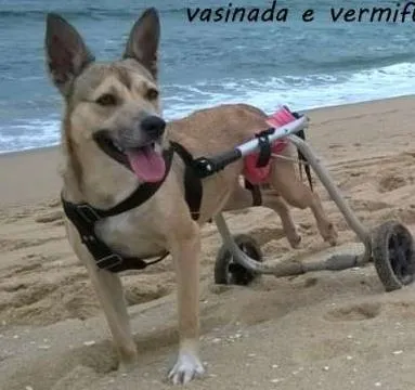 Cachorro ra a mixta idade 2 anos nome lua