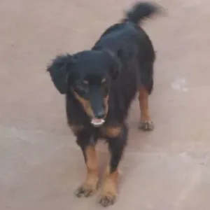 Cachorro raça Indefinido idade 3 anos nome Não tem