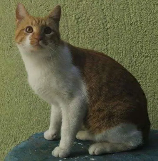 Gato ra a SRD idade 1 ano nome BOB