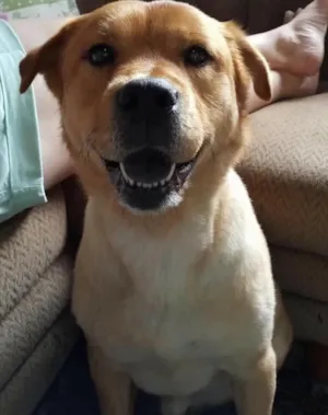 Cachorro raça Mestiço chowchow/labrador idade 6 ou mais anos nome Bob