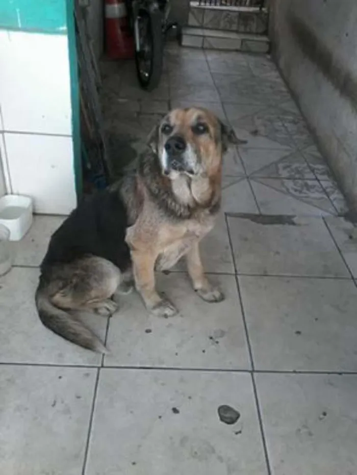 Cachorro ra a Pastor Alemão idade 6 ou mais anos nome não sei foi abandona