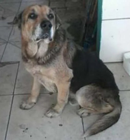 Cachorro ra a Pastor Alemão idade 6 ou mais anos nome não sei foi abandona