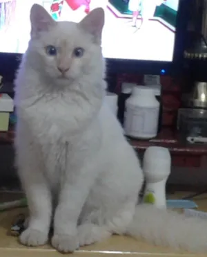 Gato raça  idade 7 a 11 meses nome Light 