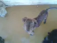 ADOTE <3