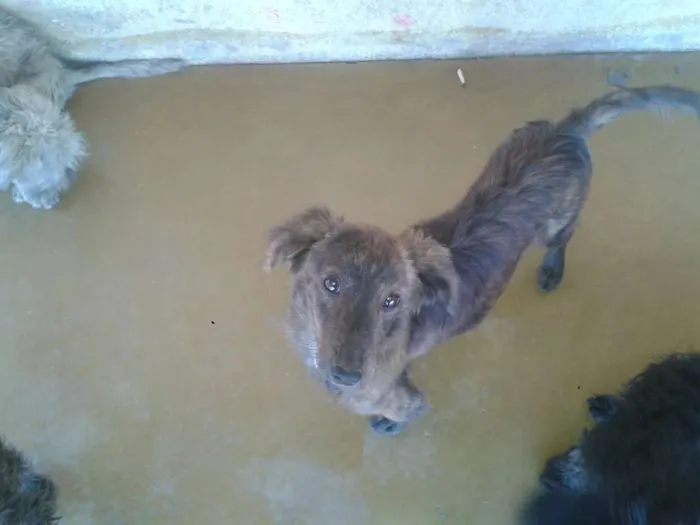 Cachorro raça Poodle idade 7 a 11 meses nome ADOTE <3