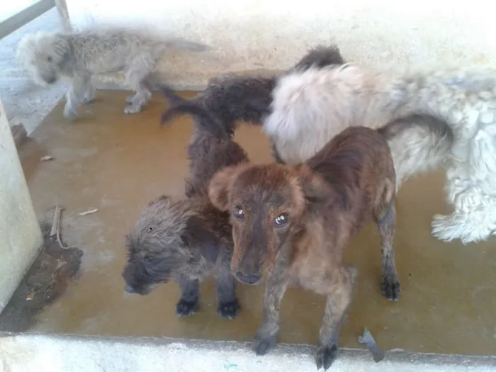 Cachorro raça Poodle idade 7 a 11 meses nome ADOTE <3