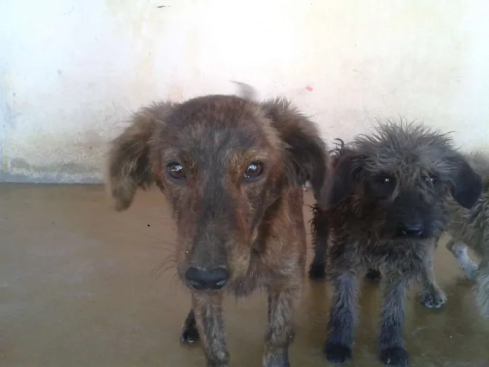 Cachorro raça Poodle idade 7 a 11 meses nome ADOTE <3