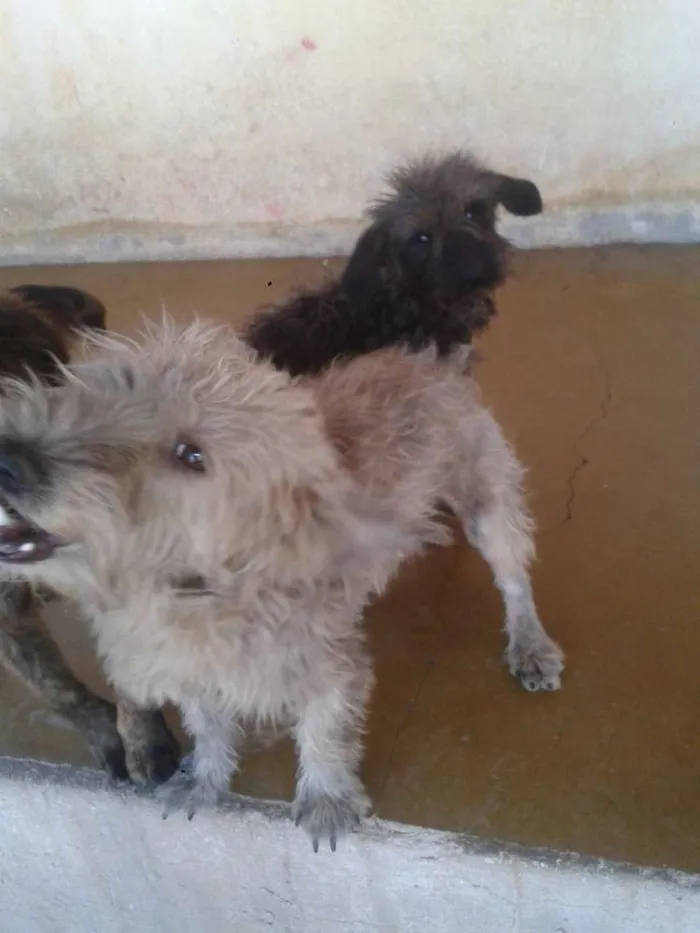 Cachorro raça Poodle idade 7 a 11 meses nome ADOTE <3