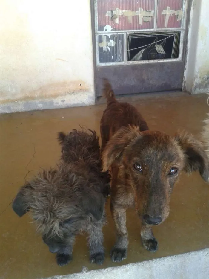 Cachorro raça Poodle idade 7 a 11 meses nome ADOTE <3