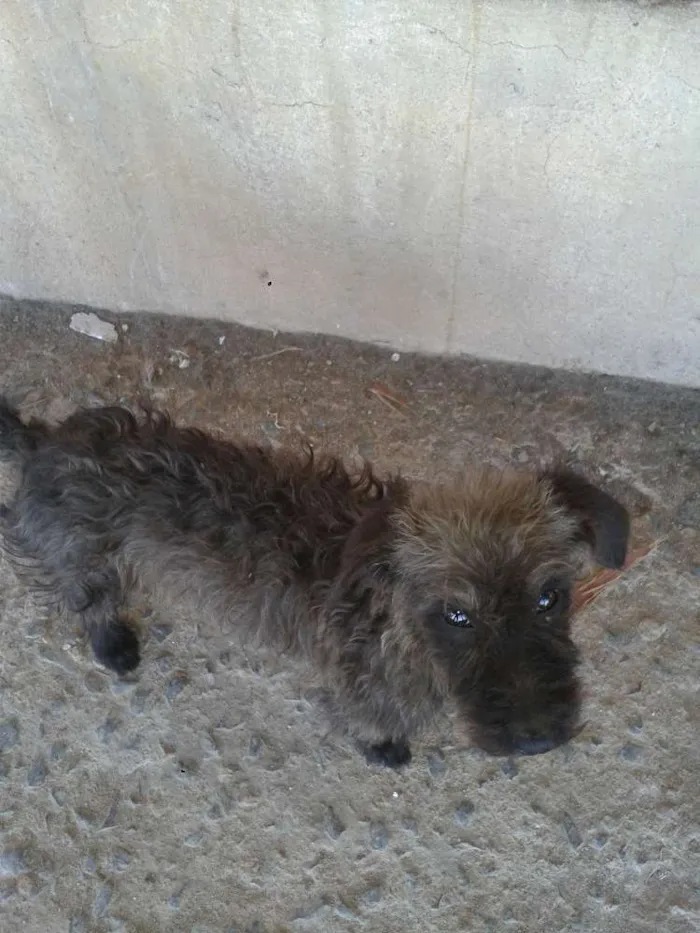 Cachorro raça Poodle idade 7 a 11 meses nome ADOTE <3