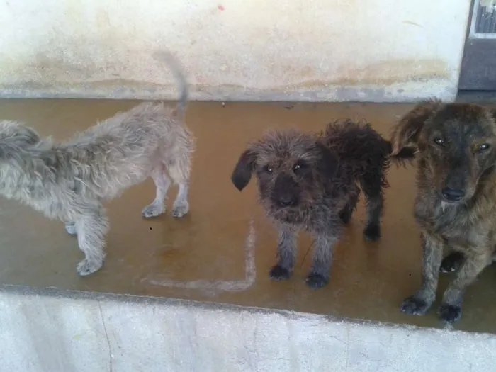 Cachorro raça Poodle idade 7 a 11 meses nome ADOTE <3