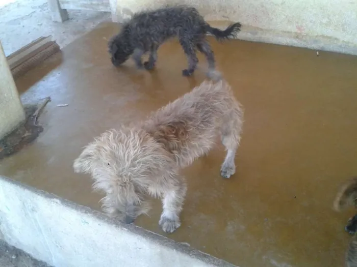 Cachorro raça Poodle idade 7 a 11 meses nome ADOTE <3