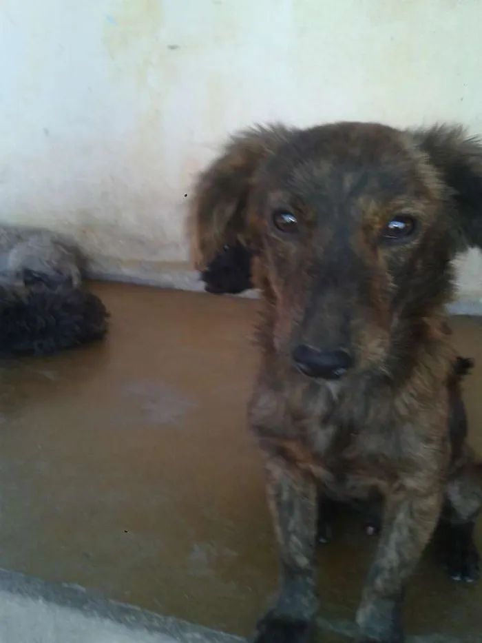 Cachorro raça Poodle idade 7 a 11 meses nome ADOTE <3