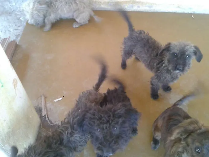 Cachorro raça Poodle idade 7 a 11 meses nome ADOTE <3