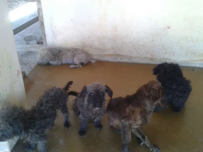 Cachorro raça Poodle idade 7 a 11 meses nome ADOTE <3