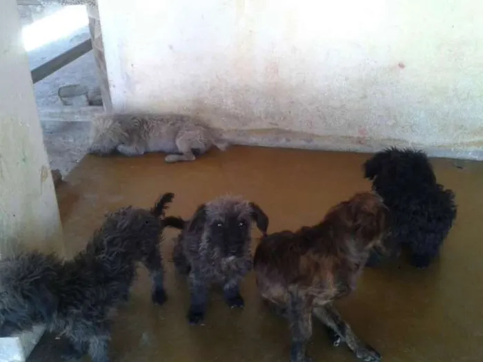 Cachorro raça Poodle idade 7 a 11 meses nome ADOTE <3