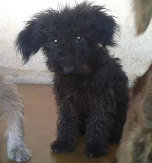 Cachorro raça Poodle idade 7 a 11 meses nome ADOTE <3