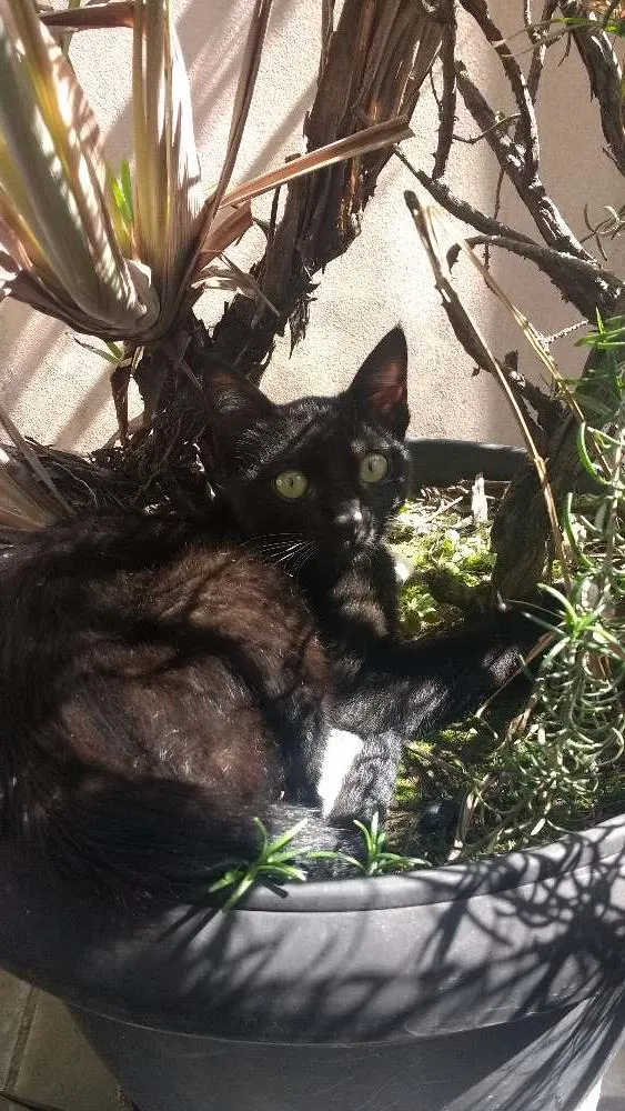 Gato ra a SRD idade 2 a 6 meses nome x-x