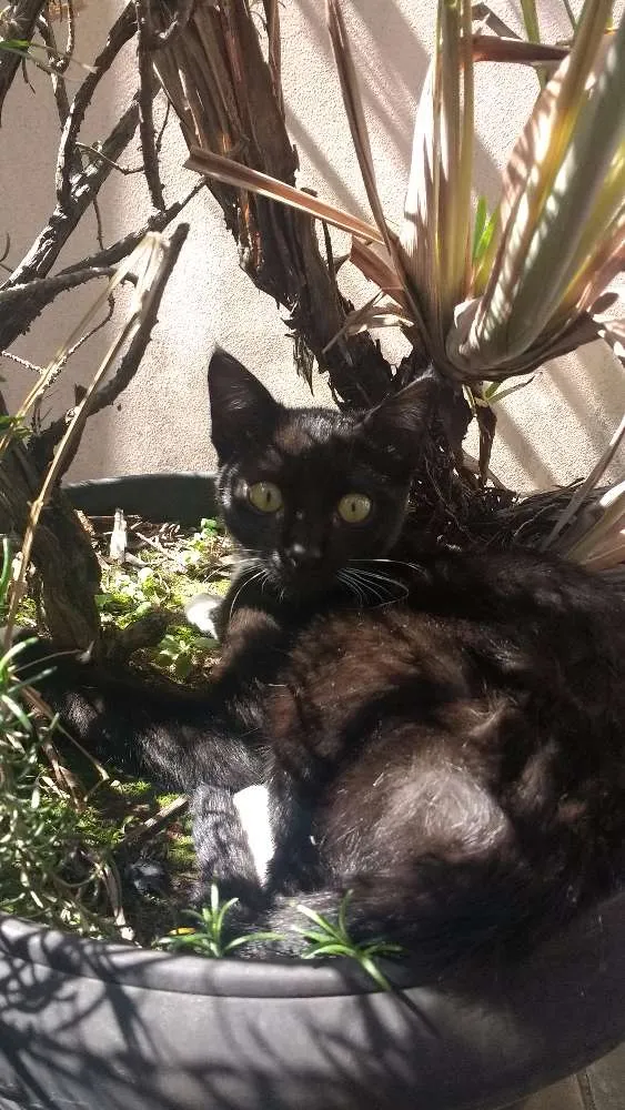 Gato ra a SRD idade 2 a 6 meses nome x-x