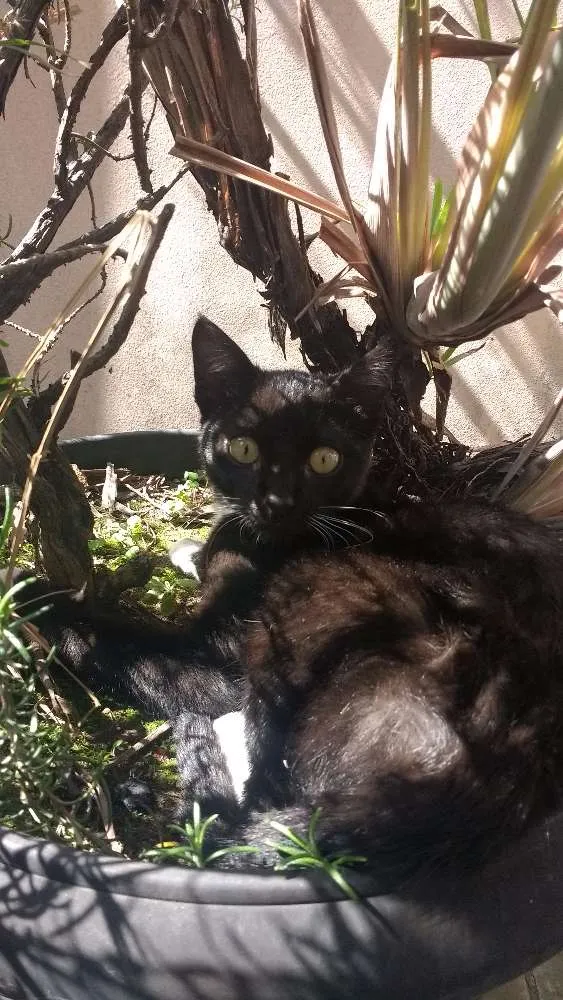 Gato ra a SRD idade 2 a 6 meses nome x-x