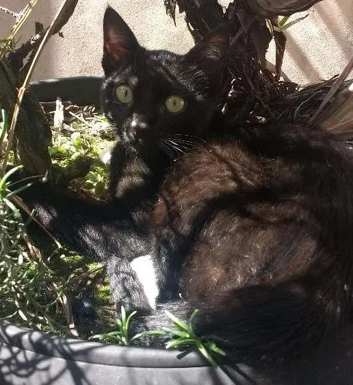 Gato ra a SRD idade 2 a 6 meses nome x-x