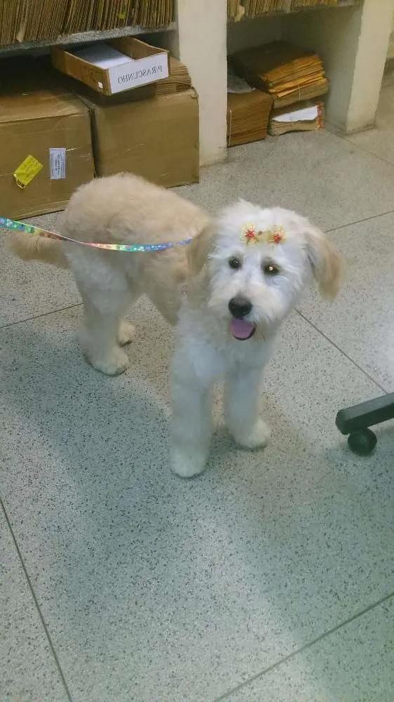 Cachorro ra a poodle idade 7 a 11 meses nome maia