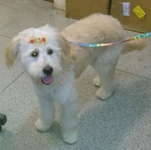 Cachorro ra a poodle idade 7 a 11 meses nome maia