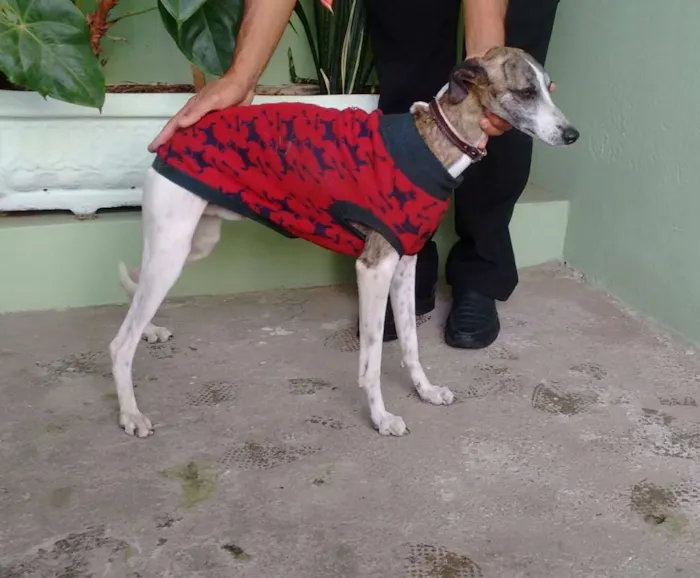Cachorro raça nao sei idade 1 ano nome nao sei