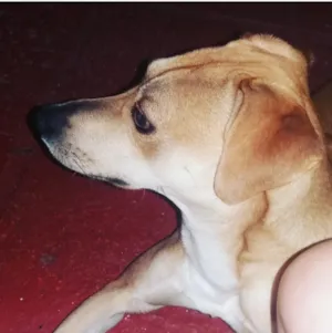 Cachorro raça SRD idade 7 a 11 meses nome João