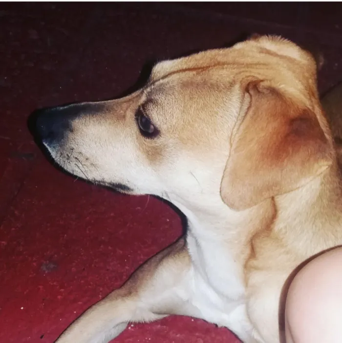 Cachorro ra a SRD idade 7 a 11 meses nome João