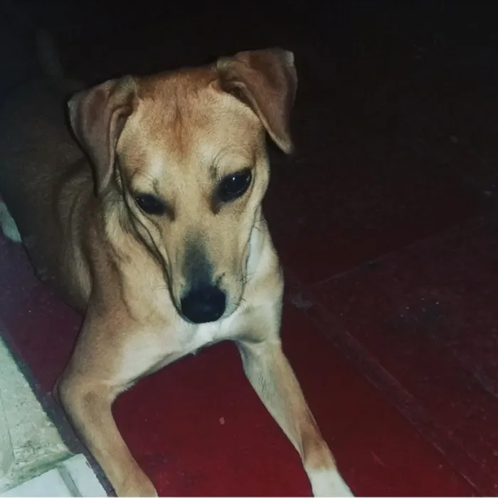 Cachorro ra a SRD idade 7 a 11 meses nome João