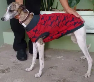 Cachorro raça nao sei idade 1 ano nome nao sei