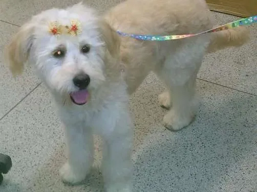 Cachorro ra a poodle idade 7 a 11 meses nome maia
