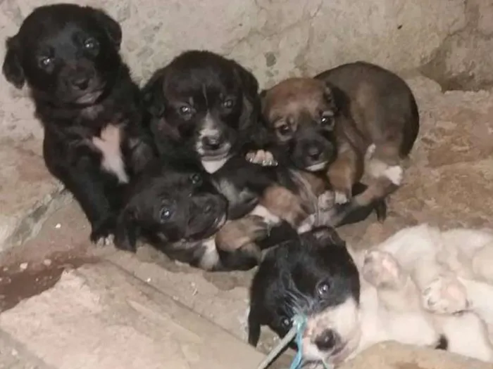 Cachorro ra a vira latas idade 2 a 6 meses nome Filhotes