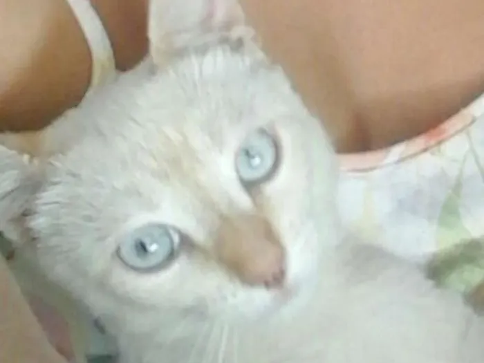 Gato ra a shorthair com vira- lata idade 7 a 11 meses nome Tito