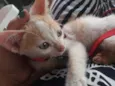 GATINHO