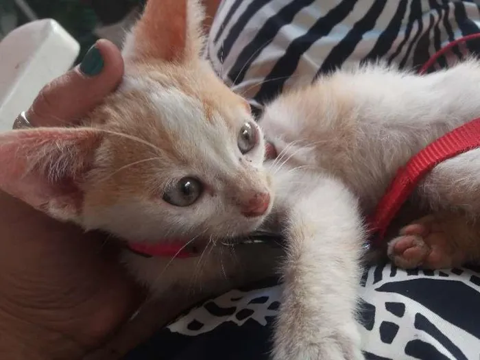 Gato ra a SRD idade 2 a 6 meses nome GATINHO