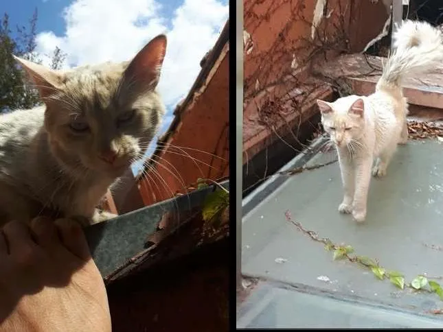 Gato ra a  idade 2 anos nome desconhecido