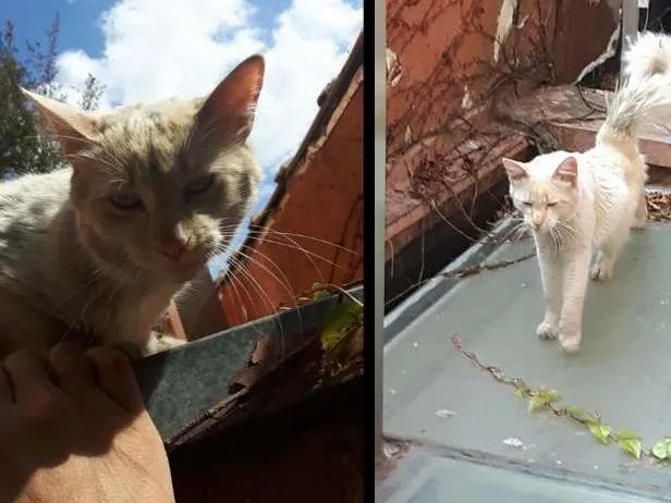 Gato ra a  idade 2 anos nome desconhecido