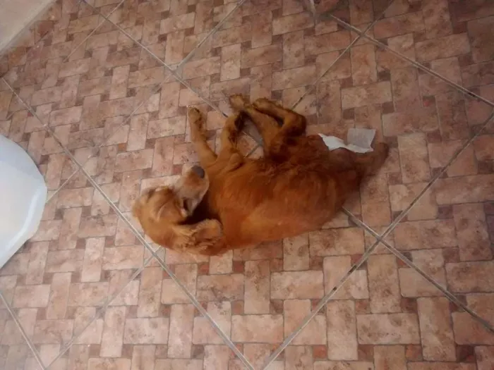 Cachorro ra a Cocker idade 6 ou mais anos nome Mac