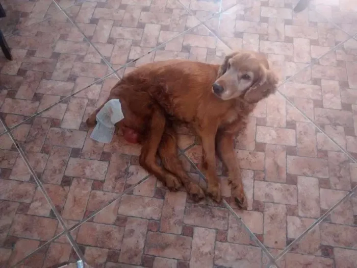 Cachorro ra a Cocker idade 6 ou mais anos nome Mac